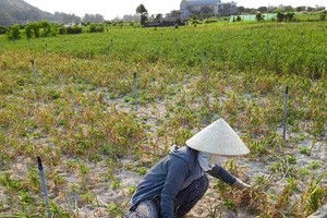 Drought seriously affected bulb formation of garlic plants leading to poor harvest. (Photo: SGGP)