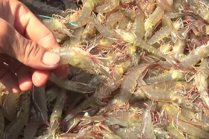Export value of Vietnamese shrimps has strongly dropped. (Photo: SGGP)