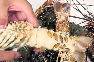 Lobsters were infected with shell disease. (Photo: SGGP)