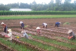 Farmers in Vinh Long shift to grow fast growing crop for higher economic results. (Photo: SGGP)