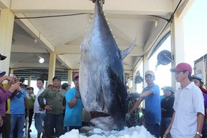 Fishermen catch a nearly 400 kilogram tuna in Central Vietnam