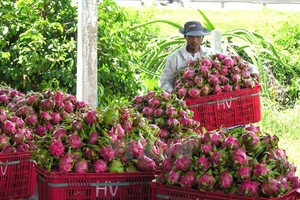 Dragon fruits for exports (Photo: VNA)