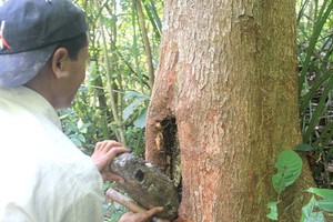 A beehive built in a tree trunk by Gie Trieng people (Photo: SGGP)