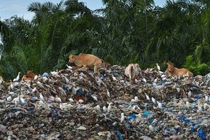 Garbage sorting centre in Bali (Source: AFP)