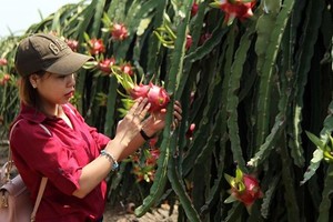 Dragon fruits in Long An