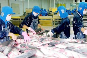 Workers processing Pangasius fish for export (Photo: sGGP)