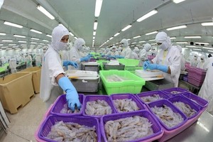 Shrimp processed for export (Photo: VNA)
