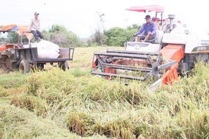 Rice harvest after flooding in Quang Tri province