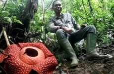 World’s largest flower spotted in Indonesia