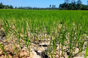 This rice field has been short of water for half a month (Photo: SGGP)
