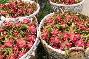 Long An exports 50 tons of dragon fruit by sea a day