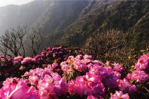 Brilliant blooming Rhododendron simsii in Fansipan 