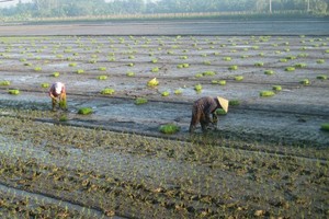Taking advantage of salt intrusion reduction, farmers in the Mekong Delta have sped up summer autumn rice crop cultivation (Photo: SGGP)