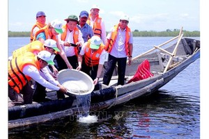 Fish, shrimp and crab are released into Tam Giang lagoon to increase biodiversity (Illustrative photo: VNA)