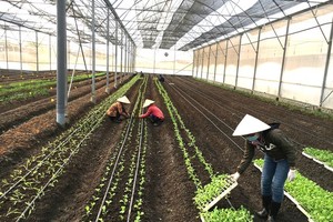 A vegetable cooperative in HCMC (Photo: SGGP)