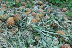 The anticipated rise in farm and food prices, especially for chicken, sugar, tapioca products and pineapples. (Photo: Bangkok Post)