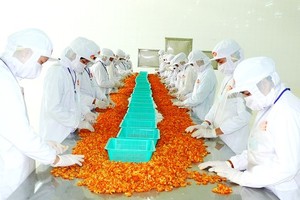 Shrimp processed for export in the Mekong Delta (Photo: SGGP)