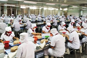 Processing chilled pork using European technology at the MeatDeli Hanoi Chilled Meat Factory (Masan Group).