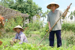 Vợ chồng ông Dương Bá Hiền, hộ gia đình duy nhất quyết tâm trồng rau hữu cơ tại làng rau An Mỹ Ảnh: NGỌC PHÚC