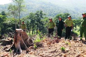 Đánh giá của cơ quan chức năng đây là vụ phá rừng đặc biệt nghiêm trọng