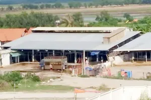 Cơ sở giết mổ gia súc Xuyên Á (Củ Chi) - nơi xảy ra sự cố heo tiêm thuốc an thần vừa qua