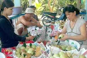 Được nhập khẩu vào Mỹ, vùng chuyên canh vú sữa hy vọng sẽ phát triển