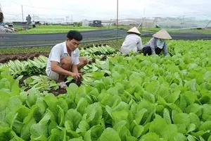 Thu nhập bình quân khu vực nông thôn đạt 4.098.000 đồng/tháng