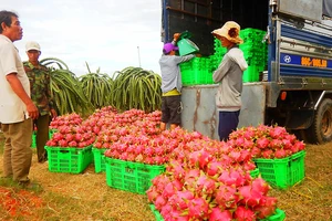 Người dân tỉnh Bình Thuận đang rất kỳ vọng vào vụ thanh long Tết Nguyên đán 2018