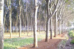 Gỗ cao su tăng giá, hút hàng