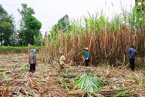 Thu hoạch mía ở ĐBSCL