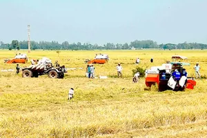 Cánh đồng mẫu lớn là mô hình sản xuất hiện đại giúp doanh nghiệp và nông dân gắn kết.
