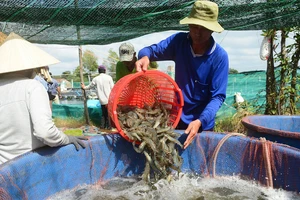 Thu hoạch tôm ở Cà Mau