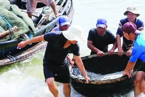 Ngư dân miền Trung trúng đậm “lộc biển”