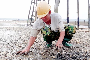 Nghêu chết hàng loạt tại xã Hải Lộc, người nuôi nghêu trắng tay