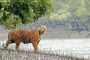 Hổ Bengal kêu cứu