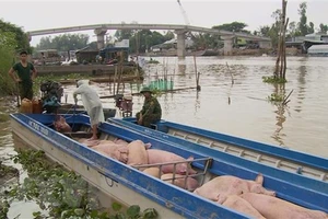 Ngăn chặn heo lậu tại 10 tỉnh ở Nam bộ và Tây Nguyên