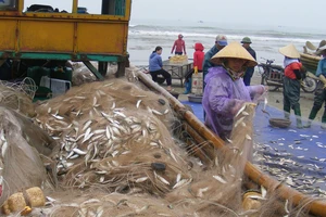 Bè mảng của ngư dân vào bờ đầy ắp cá trích