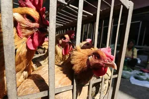 Philippines cấm nhập khẩu gia cầm từ Mỹ