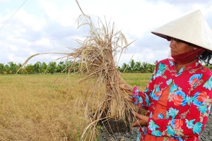 ĐBSCL: Khẩn trương ứng phó với mặn xâm nhập