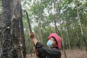 Cao su tiểu điền gặp khó