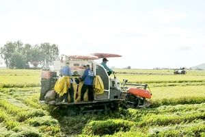 Thu hoạch lúa ở ĐBSCL