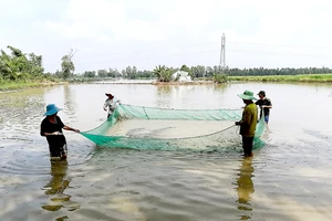 Miền Tây ngóng mùa nước nổi