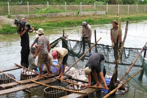 Đồng Tháp khôi phục sản xuất, phát triển kinh tế