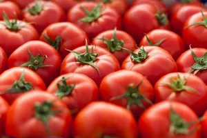 Cà chua chỉnh sửa gen bằng công nghệ CRISPR đã được lên kệ bày bán tại Nhật Bản. Nguồn: Bonus Eventus