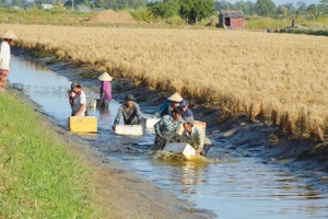 Thuận thiên để phát triển bền vững