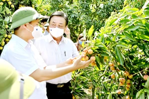 Cánh đồng chưa “bay” - Bài 4: Kết tinh tài nguyên bản địa tạo thương hiệu nông sản 