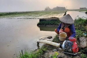 Nông dân vùng lũ cấp tập sản xuất lại vụ mùa