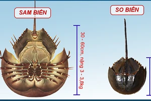 Ăn so biển coi chừng nhiễm độc