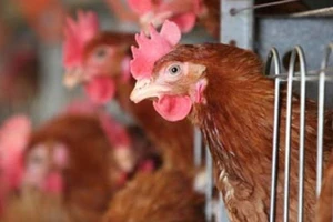 WHO: Virus H5N1 ở Campuchia không dễ lây sang người