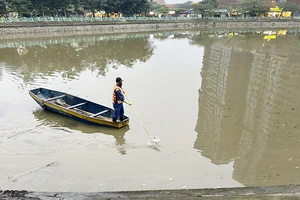 Triển khai dự án trồng sen, cá chết hàng loạt ở hồ Thủy Sứ tiếp giáp Hồ Tây 